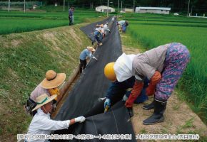 No.31「草刈りの困難な水路の法面への防草シートの貼付け作業」大秋地区環境保全会（西目屋村）