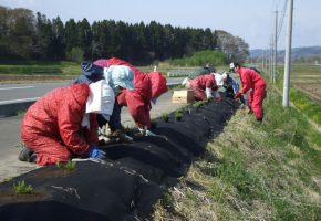 No.32「防草シートの上に芝桜の苗を植栽」福田地区環境保全隊（南部町）