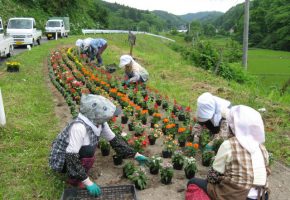 No.37「集落内の女性のほぼ全員が参加する花壇の整備」横沢地区自然を守る会（三戸町）