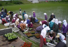 No.38「プランター利用した花の植栽」金木中部地区保全隊（五所川原市）