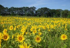 No.39「遊休農地化を防ぎ、景観向上のため“ひまわり”を植栽」福田地区環境保全隊（南部町）