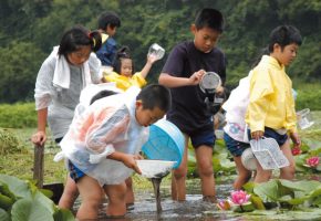 No.44「蓮を植栽している池での生き物調査」田代地区ふるさと資源保全会（階上町）