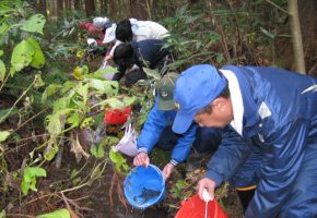 No.46「土水路へのイワナの稚魚放流」横沢地区自然を守る会（三戸町）