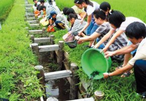 No.47「木柵水路へのどじょうの放流」富岡環境保全会（大鰐町）