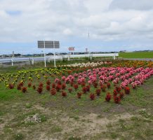 出野里・芦部岡保全会（つがる市）②