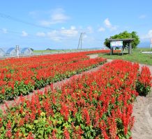 中里南部地区農地・水・環境保全組織（中泊町）②