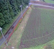 サクラ地域保全隊（十和田市）①