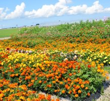 桃崎地区保全隊（五所川原市）②