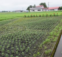 晴山資源保全隊（十和田市）②