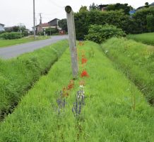 三本木地域水土里保全隊（おいらせ町）①