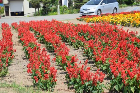 ⑦藻川（五所川原市）★