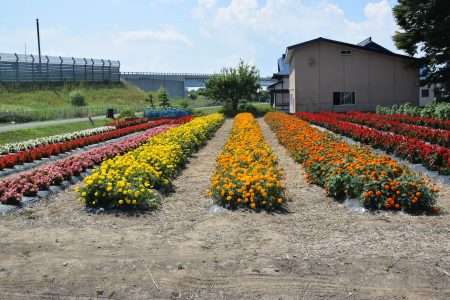 ④田川（五所川原市）★