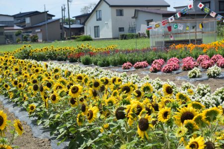 ⑦高瀬（五所川原市）★