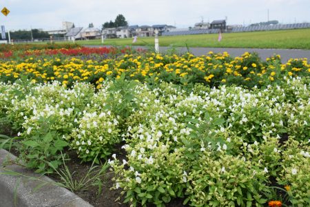 ⑦相坂（十和田市）★