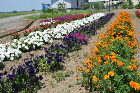 ④種井（五所川原市）★