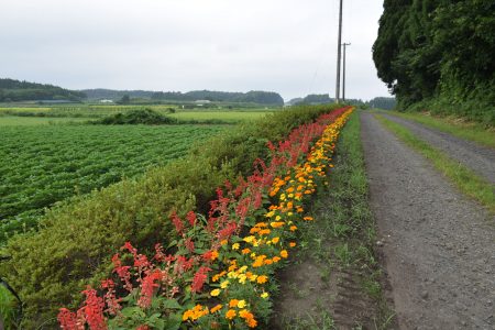 R5サクラ地域保全隊（十和田市）02