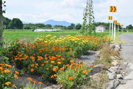 R5四ツ谷みどり会（平川市）01