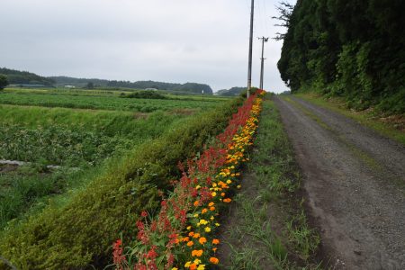 R5サクラ地域保全隊（十和田市）01